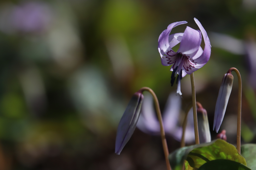 花　その129