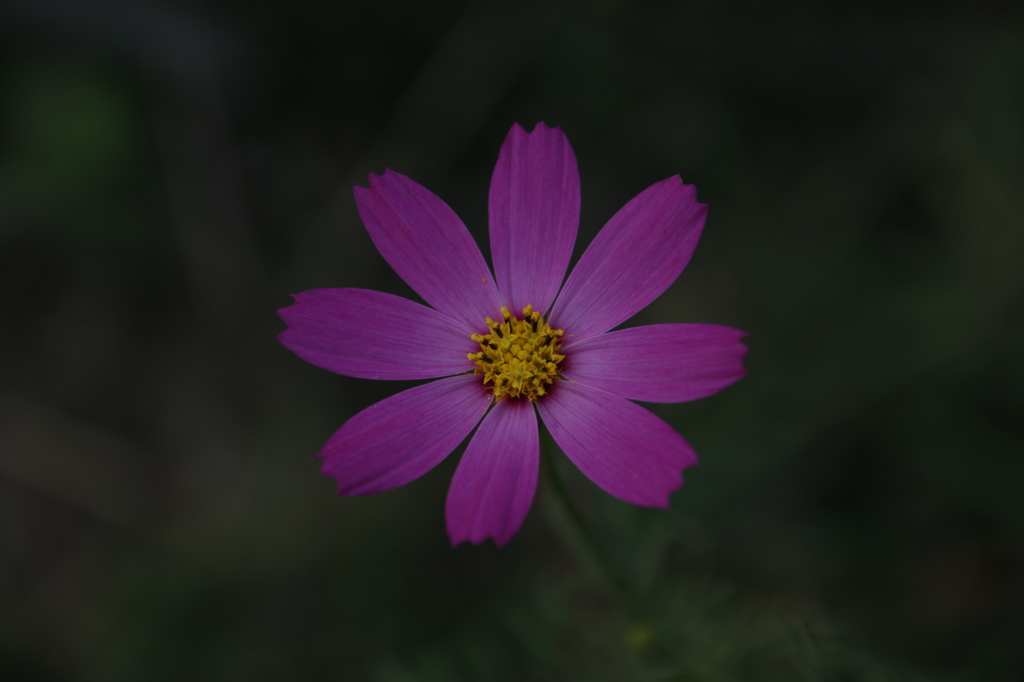 花　その3