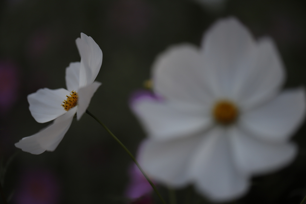 花　その119