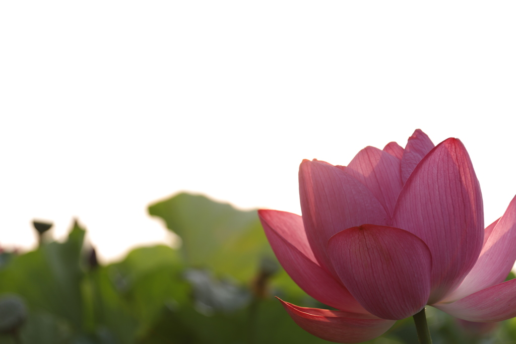 花　その87
