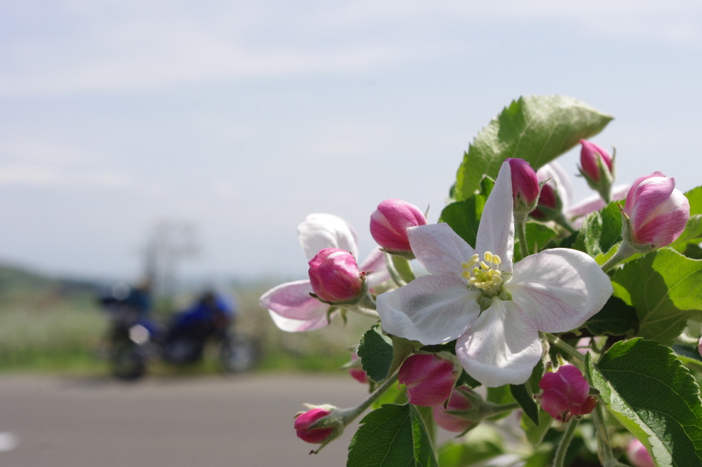 林檎の花と単車