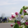 林檎の花と単車
