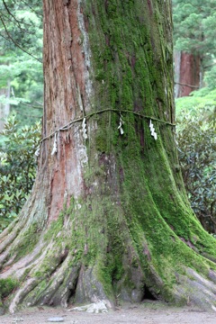 樹齢６００年の杉。