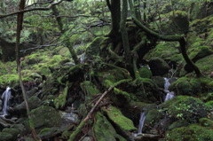 "もののけ"