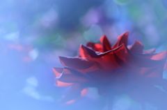 怪しげな薔薇