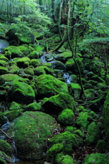雨後の苔群