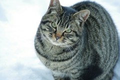 氷点下 猫