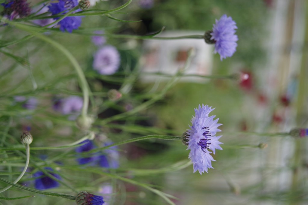 近所の花農家