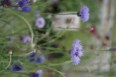 近所の花農家