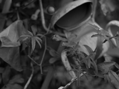 sonus pluvia