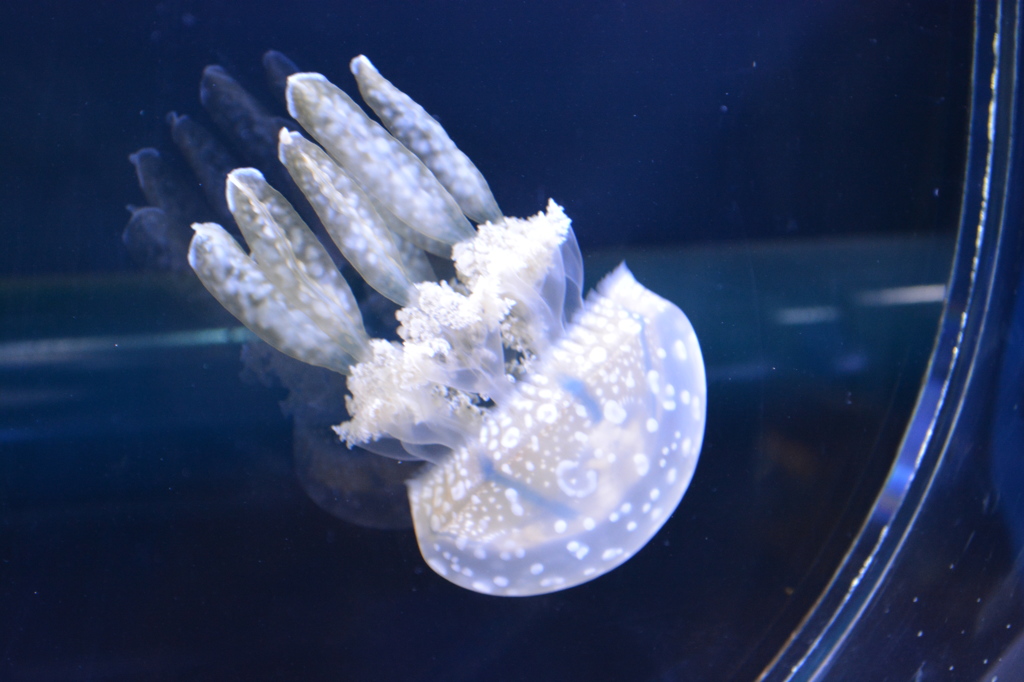 jellyfish