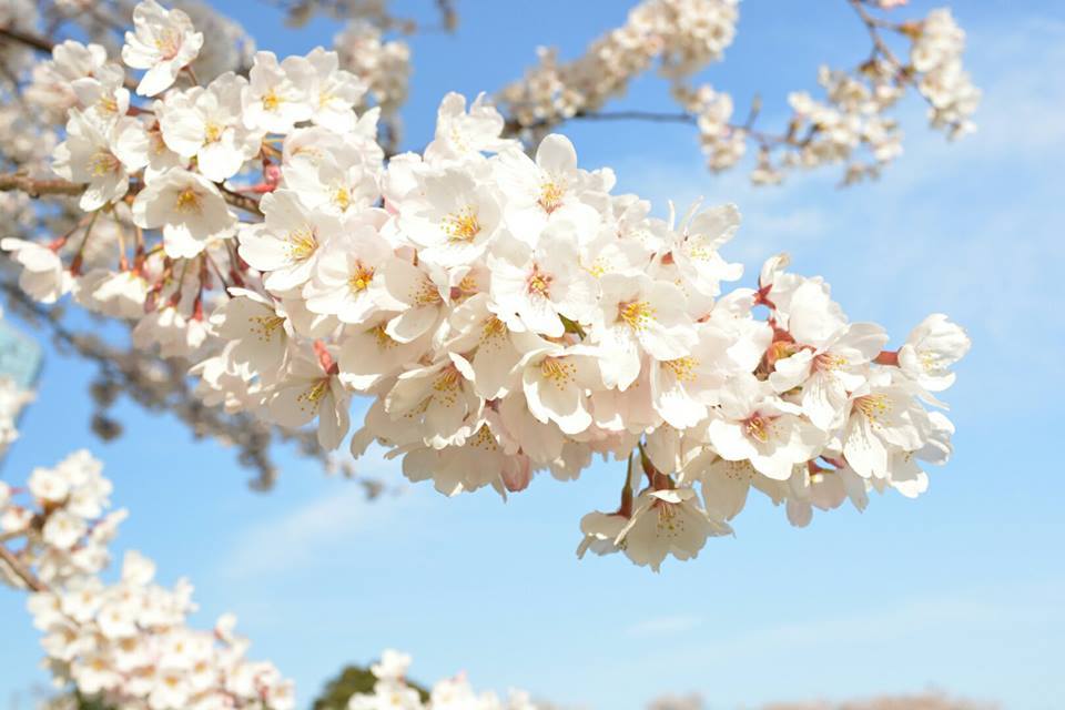 cherry blossom 