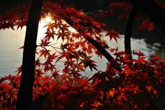 fall colors