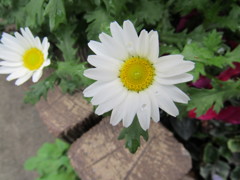 flowerphoto