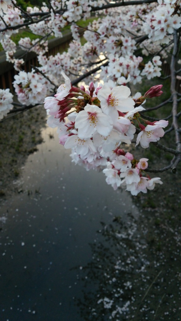 桜