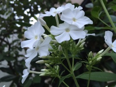 flowerphotos. part2