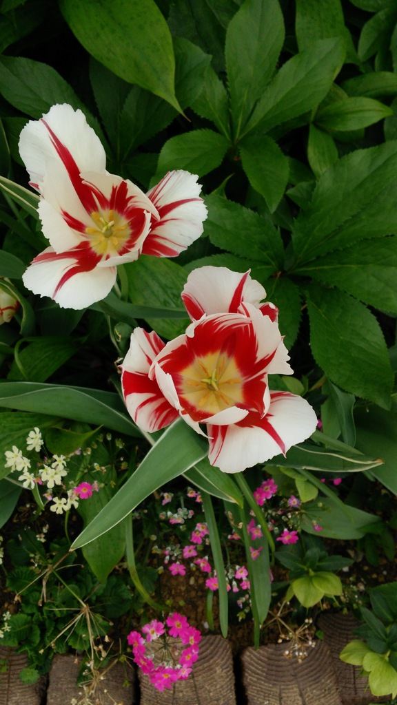大きな花と小さな花