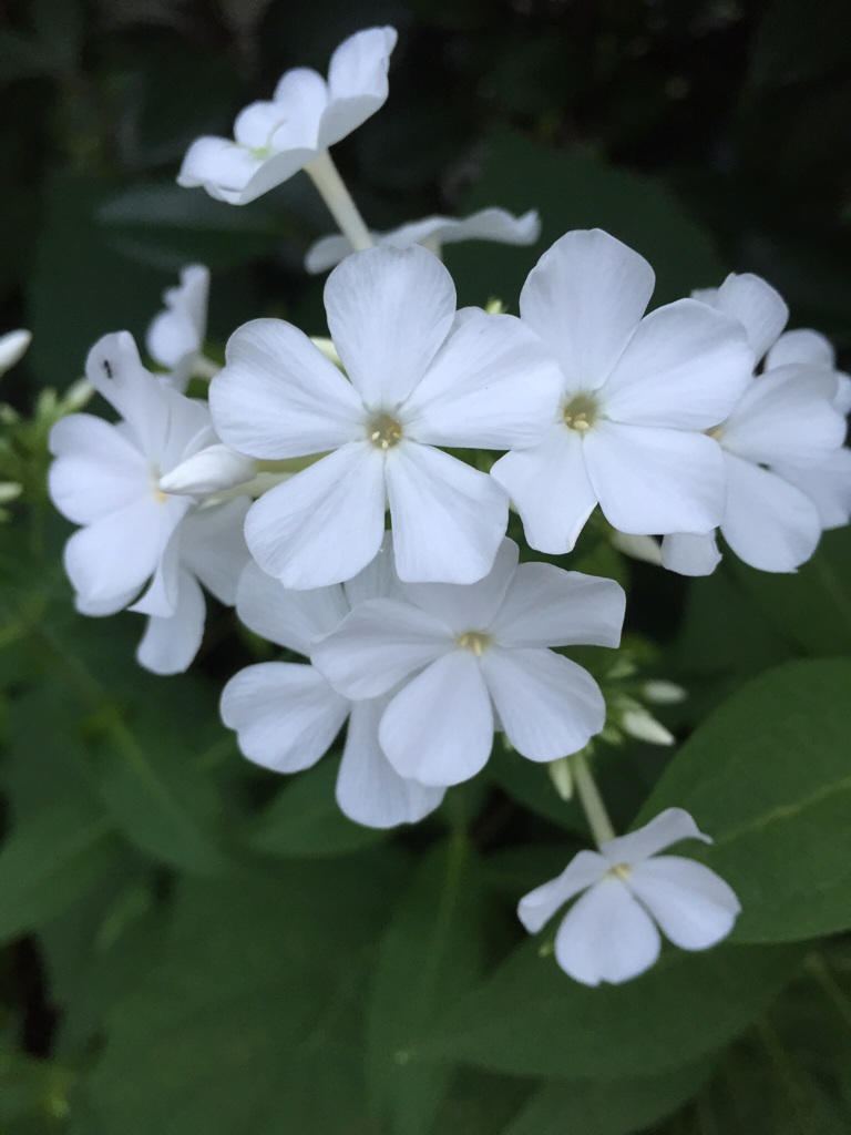 flowerphotos.