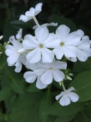 flowerphotos.
