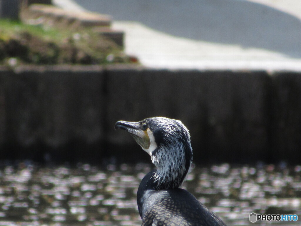 つぶらな瞳。