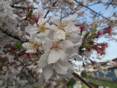 SAKURA