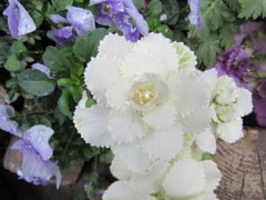 flowerphoto