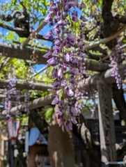 藤の花