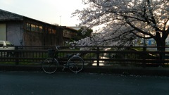桜と橋と自転車と