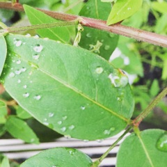 葉っぱと雨の水