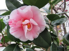 flower photos.