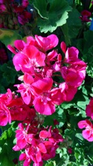 flowerphotos.