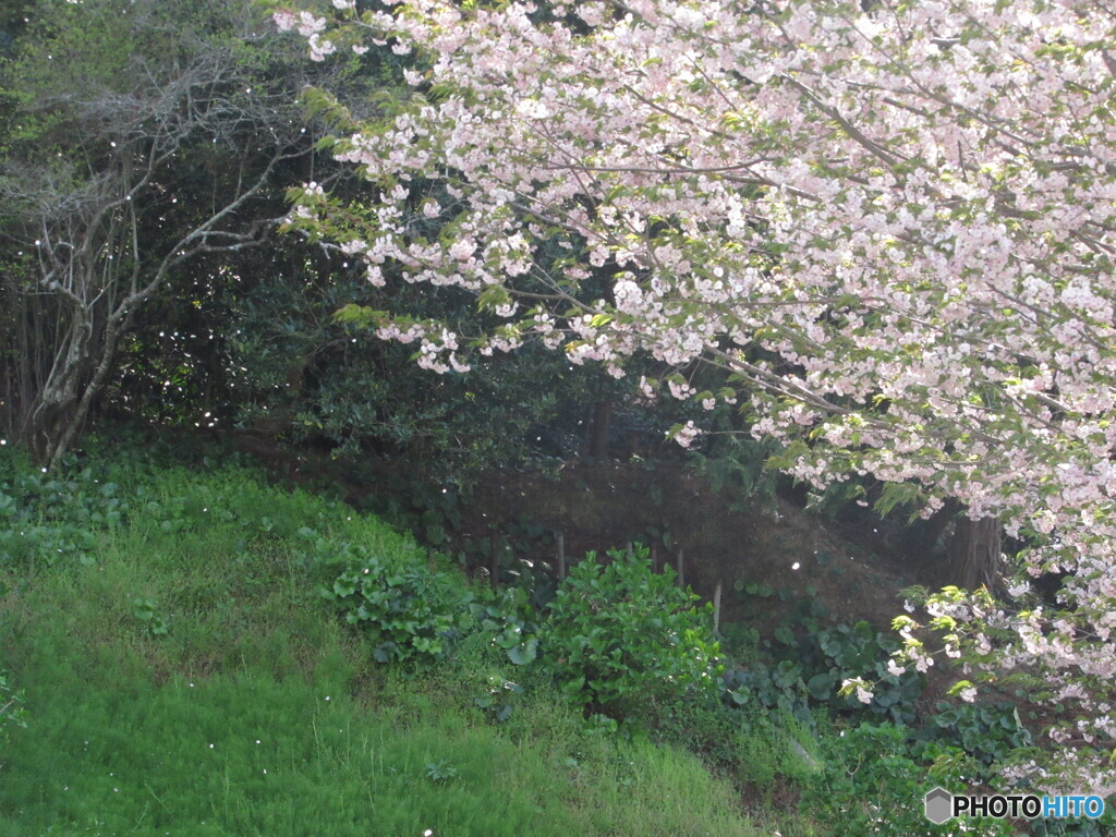 桜
