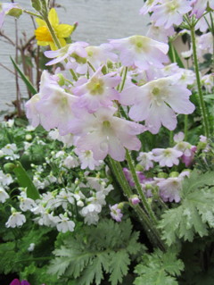 flowerphoto