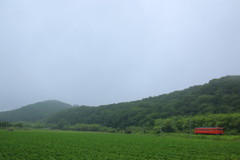 雨の中