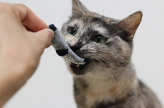 プレゼント