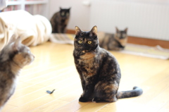 サビ猫　０８