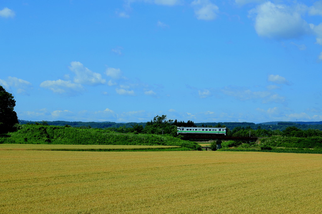 小麦畑の橋の上で