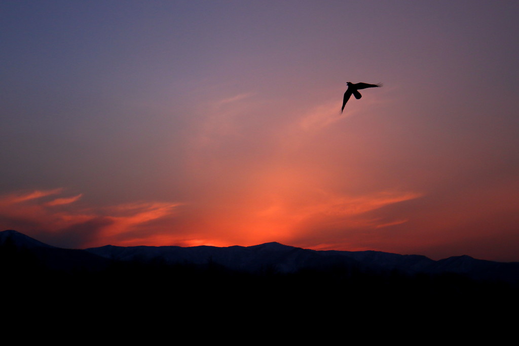 夕日に飛ぶ