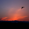 夕日に飛ぶ