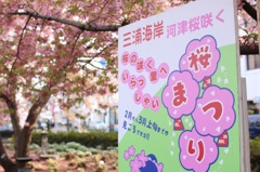 桜まつり