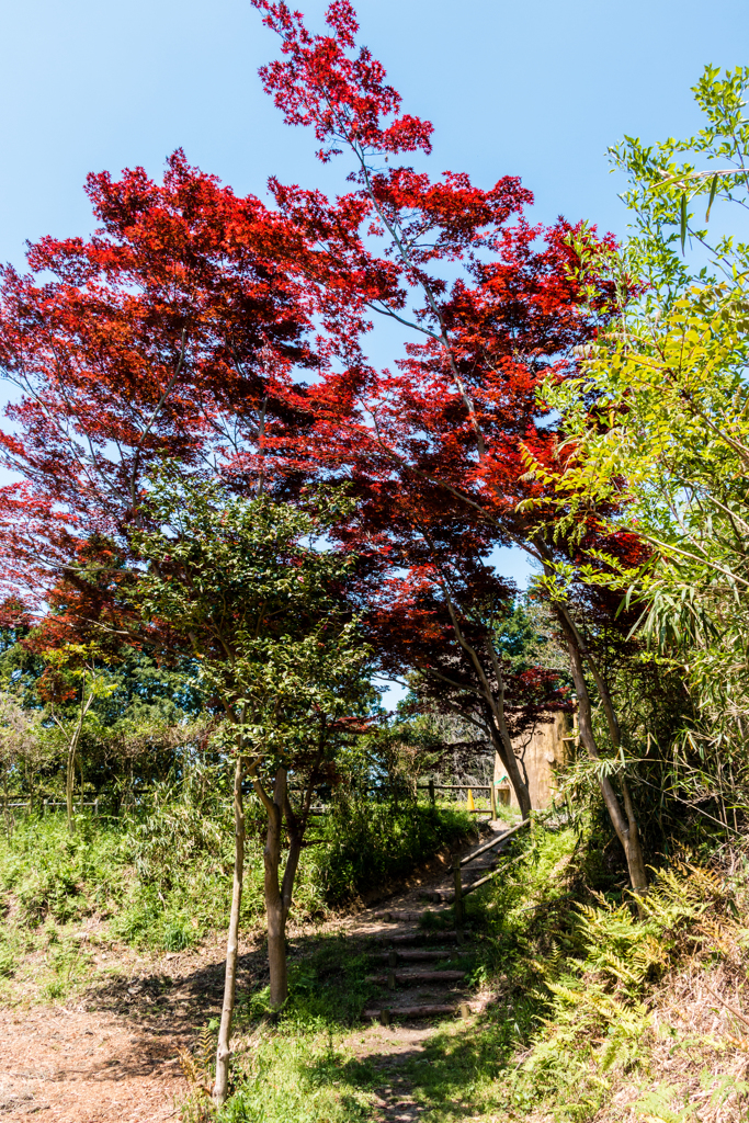 春の紅葉が出迎える場所（水口岡山城跡より）