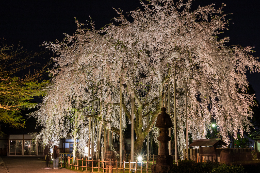 足羽神社のしだれ桜その３（2016福井の夜桜シリーズ）