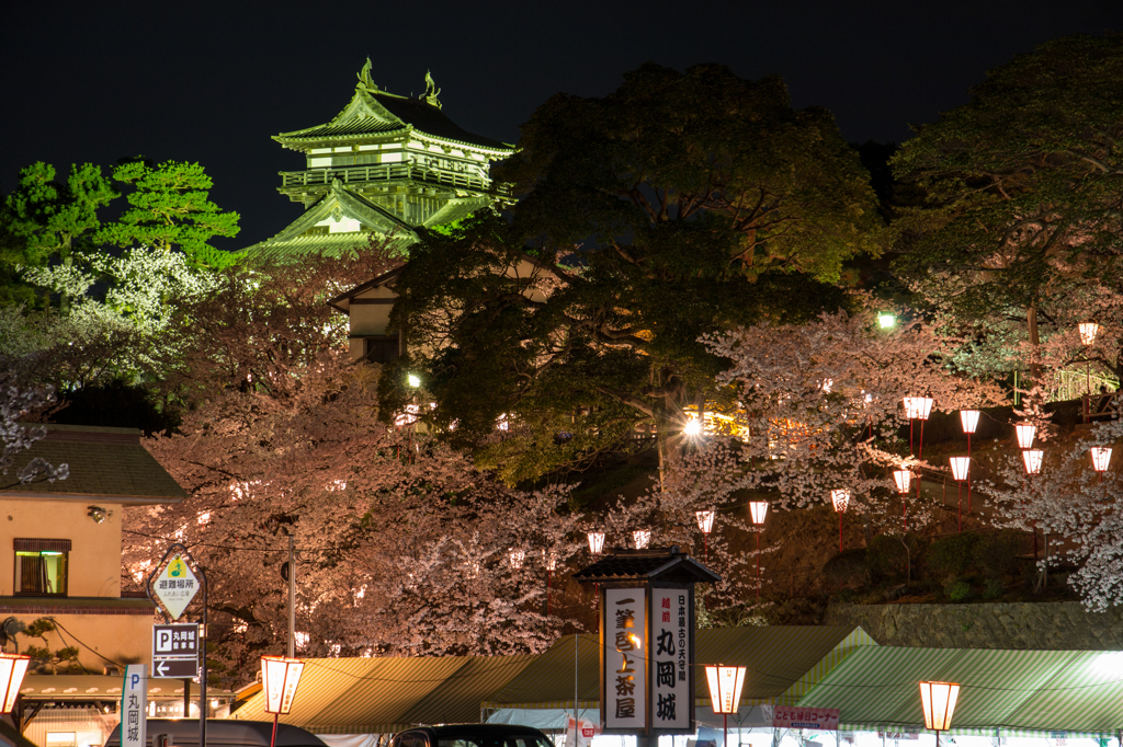 丸岡城の夜桜その３（2016福井の夜桜シリーズ）