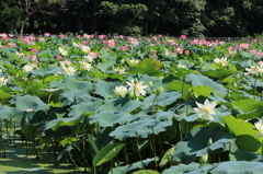 蓮の花畑（花はす公園３回目より）