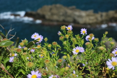 崖っぷちに咲く花その３（美しき東尋坊より）