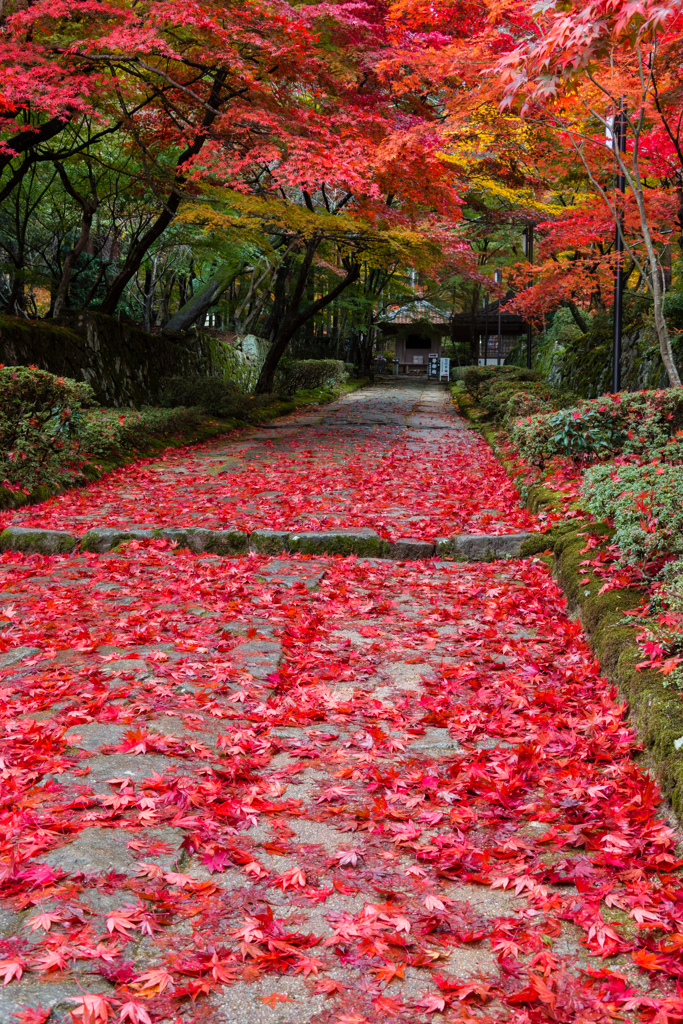 落ち葉の参道