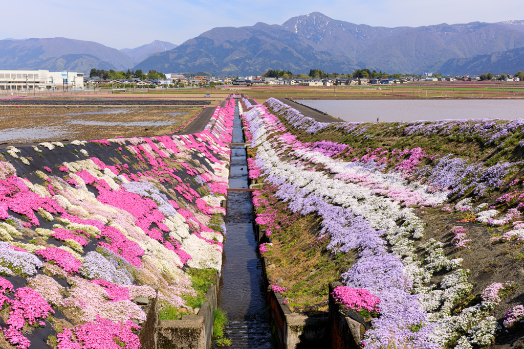 大野の芝桜