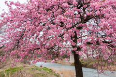 河南大橋の一本河津桜その２