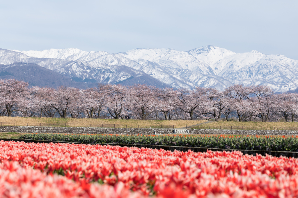 桜日和