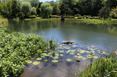 福井県総合グリーンセンターを散策してみた～水生植物園左側風景～